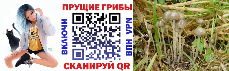 кракен вход  цены наркотик  Ершов  Псилоцибиновые грибы Cubensis 